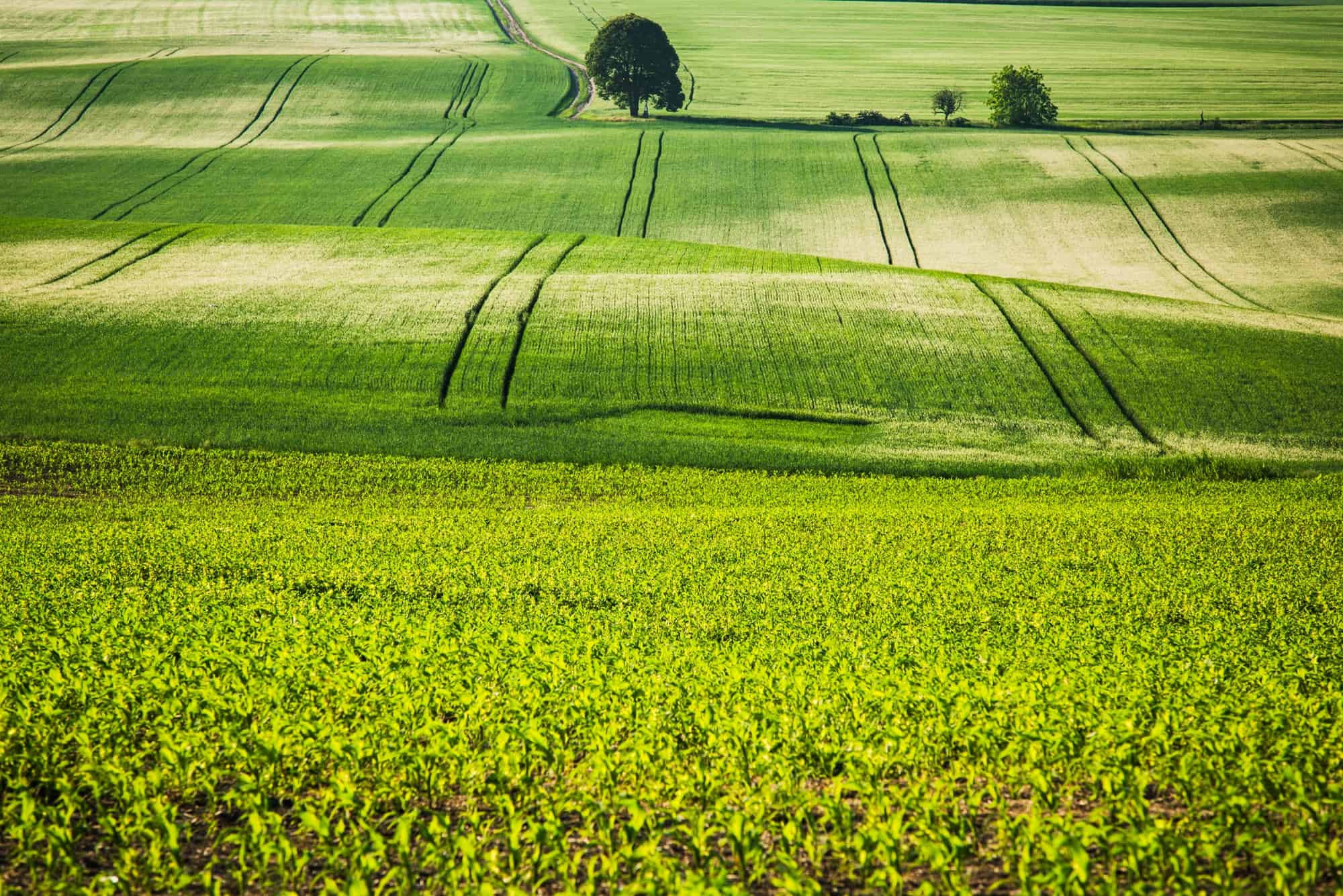 Rolling green fields, coutryside.